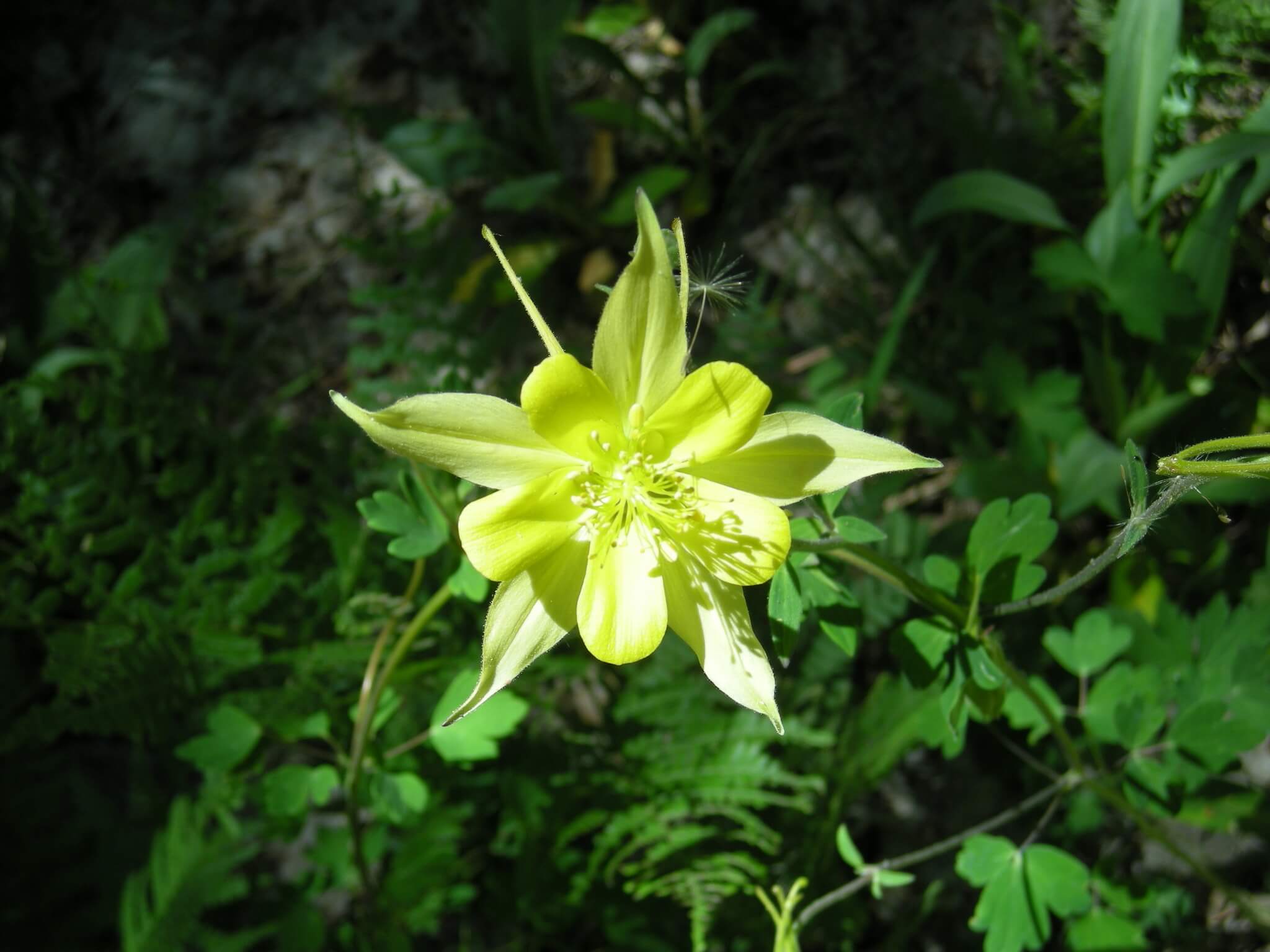 Aquilegia chrysantha